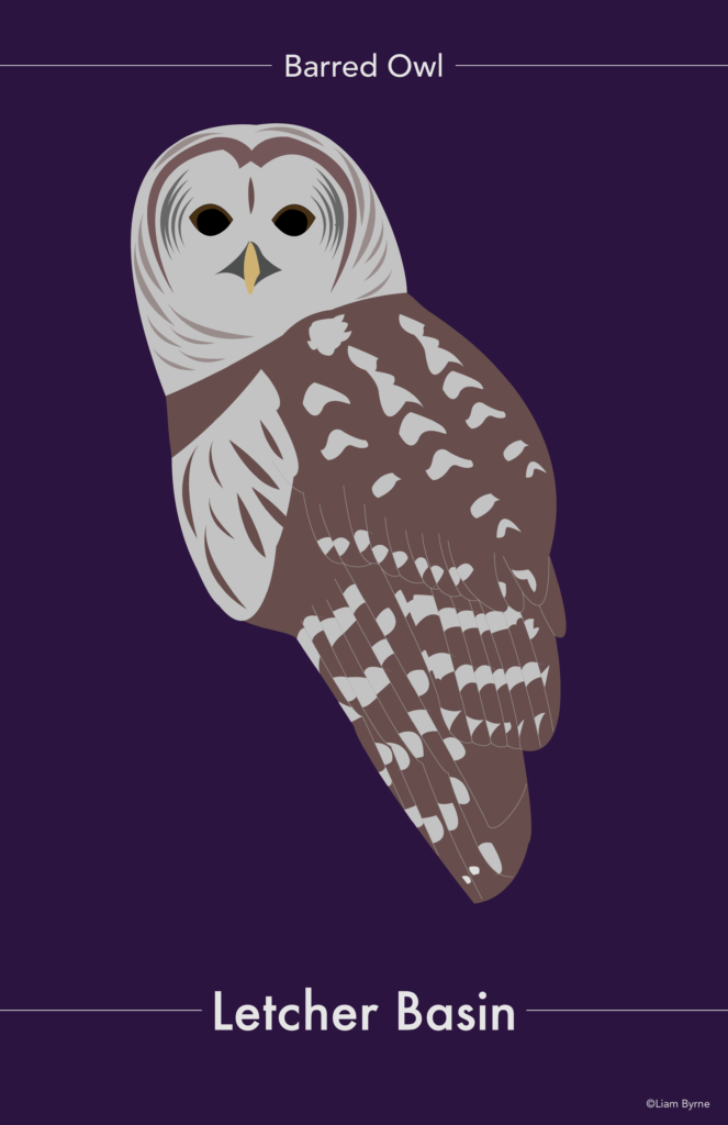 Barred Owl Poster