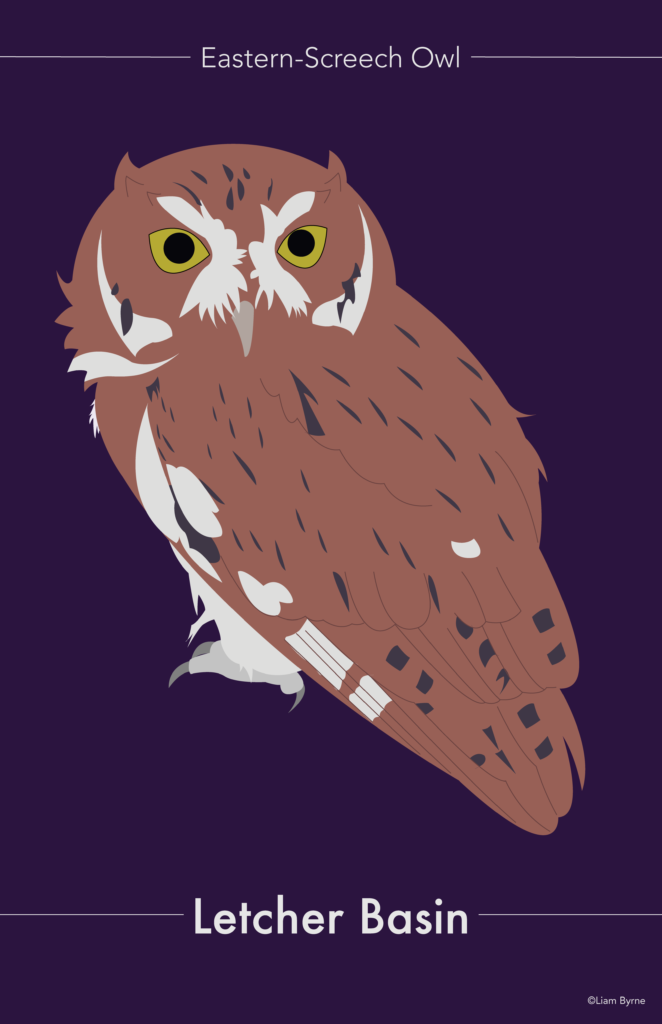 Eastern-Screech Owl Poster