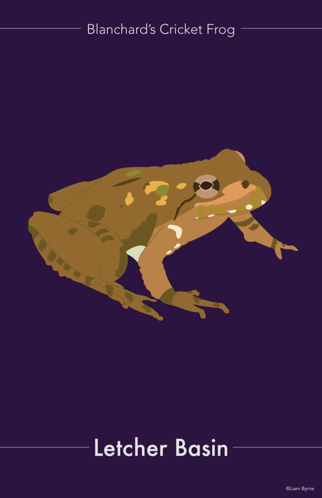 Blanchards Cricket Frog Poster