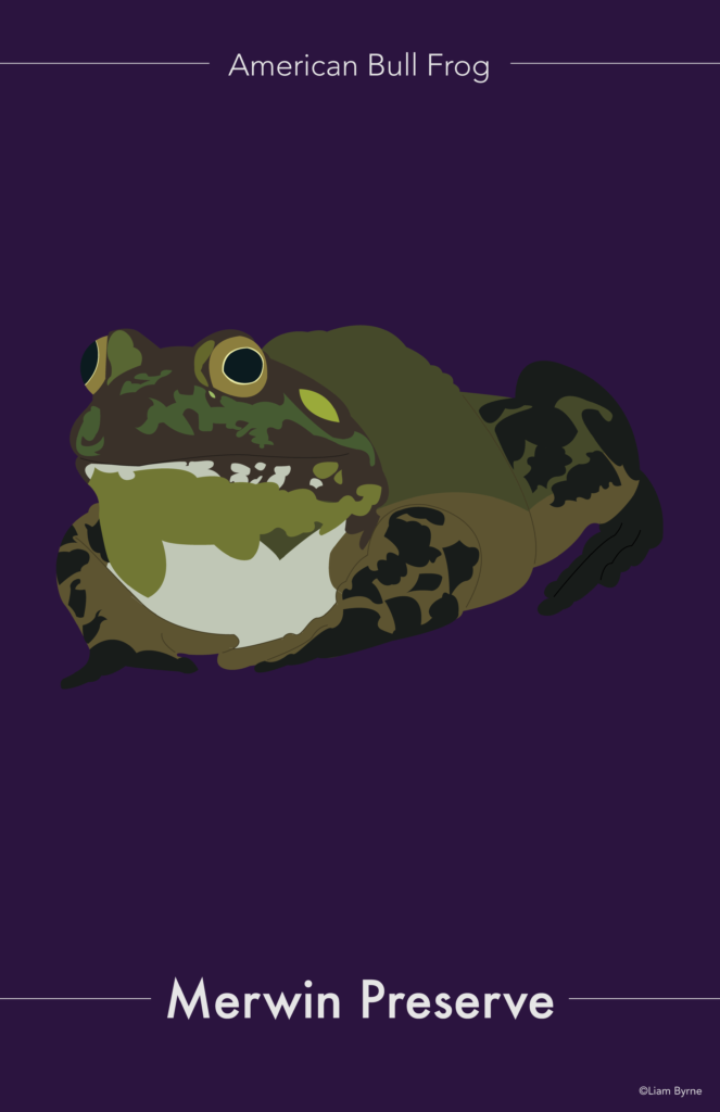 American Bull Frog Poster