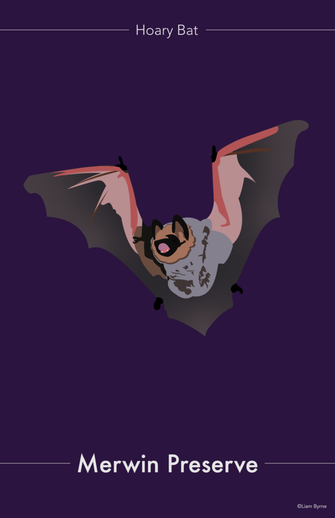 Hoary Bat Poster