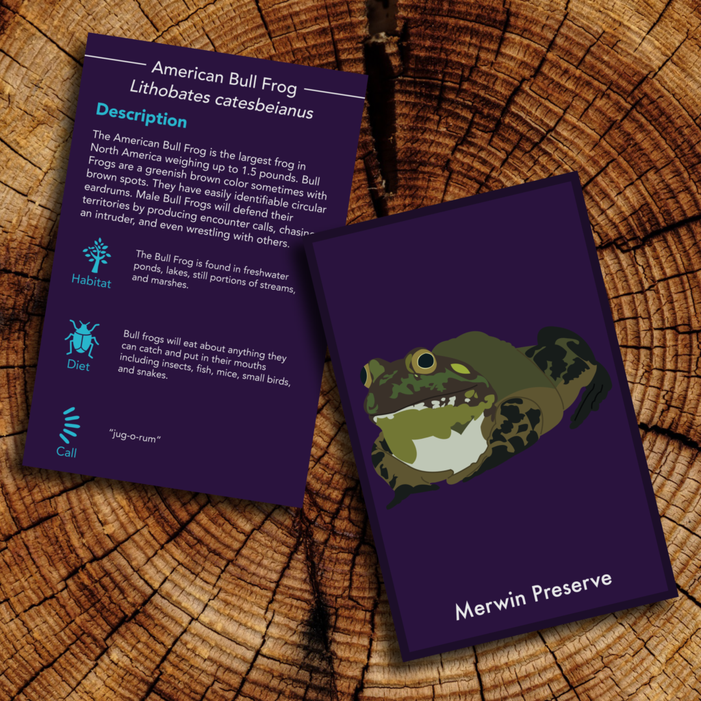 American Bull Frog Card Image